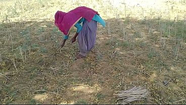 देसी इंडियन ब्वॉयफ्रेंड ने खेत में काम कर रही उसकी मस्त चोदा